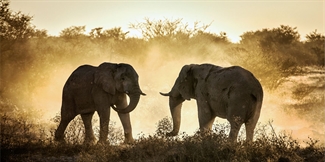 Game Reserve, South Africa